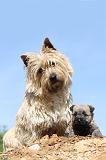 CAIRN TERRIER 155